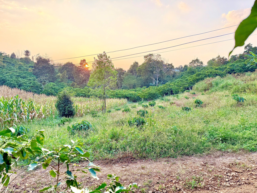 Đất vườn giá rẻ Bảo Lộc