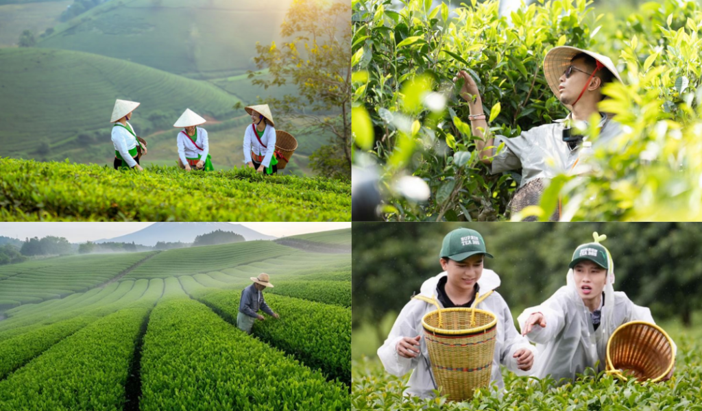 Hình ảnh đồi chè cao nguyên Bảo Lộc