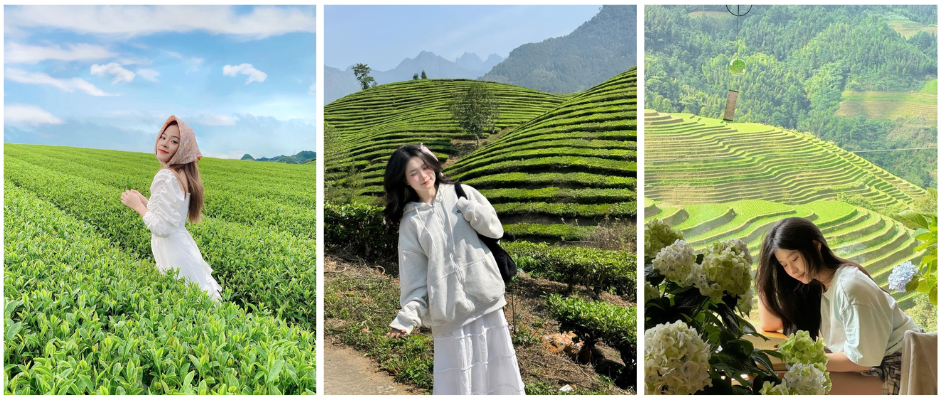 Hình ảnh đồi chè ở Bảo Lộc