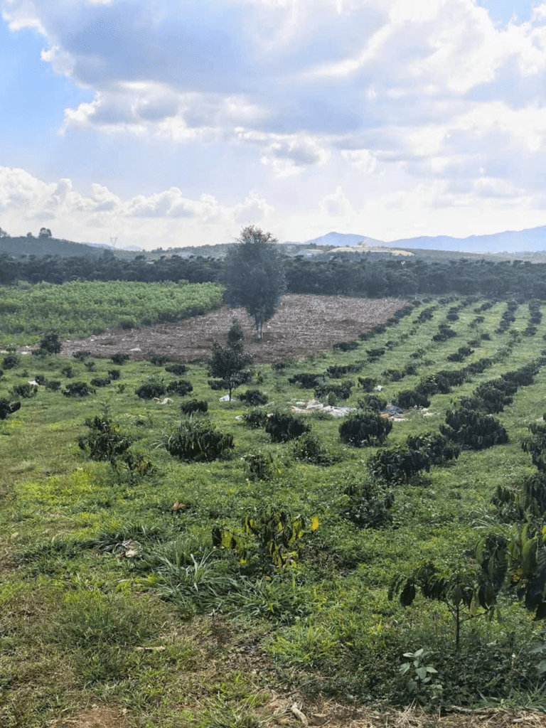 Mua đất giá rẻ tại Bảo Lộc