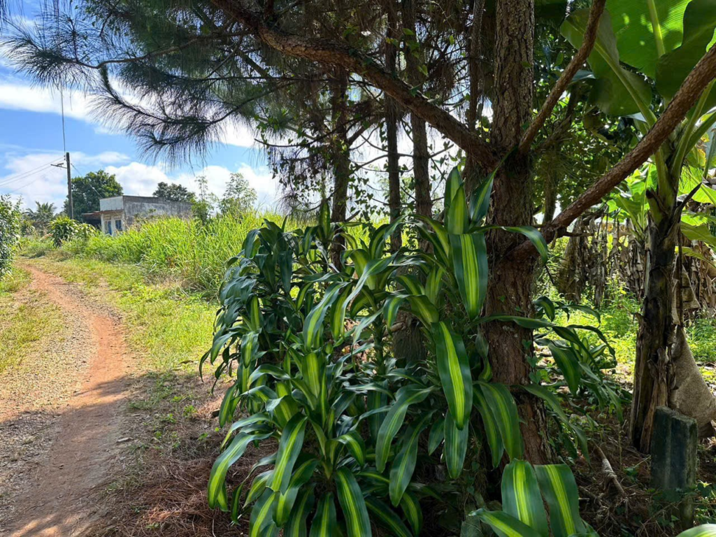 Mua đất trung tâm Bảo Lộc