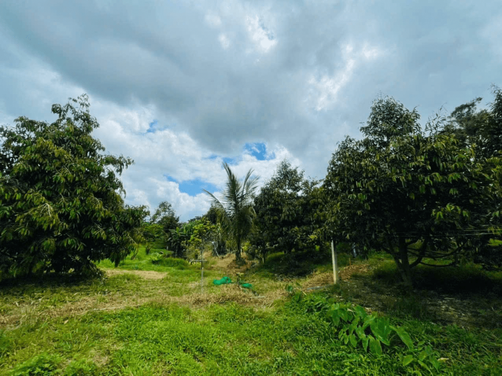 Mua đất giá rẻ tại Bảo Lộc