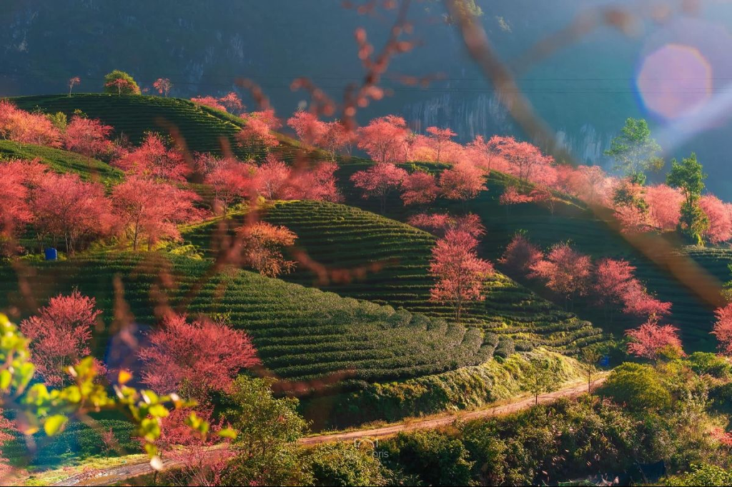 Hình ảnh đồi chè Bảo Lộc