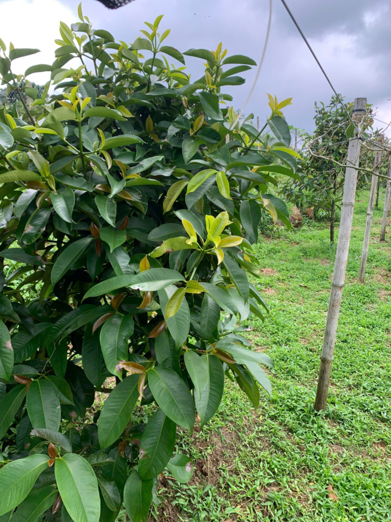 Đất Bảo Lộc dưới 1 tỷ giá rẻ