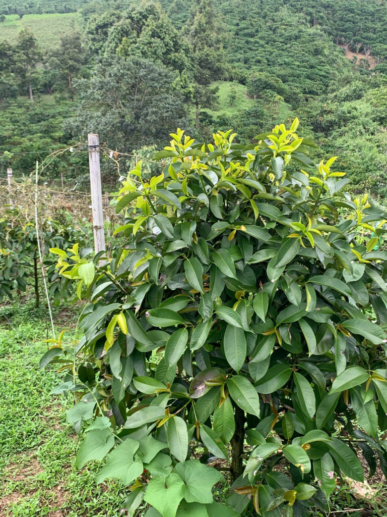 Đất Bảo Lộc dưới 1 tỷ giá rẻ