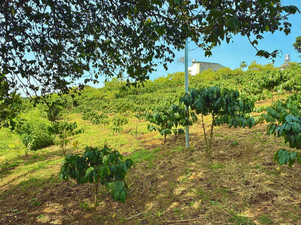 Đất nền Bảo Lộc dưới 1 tỷ