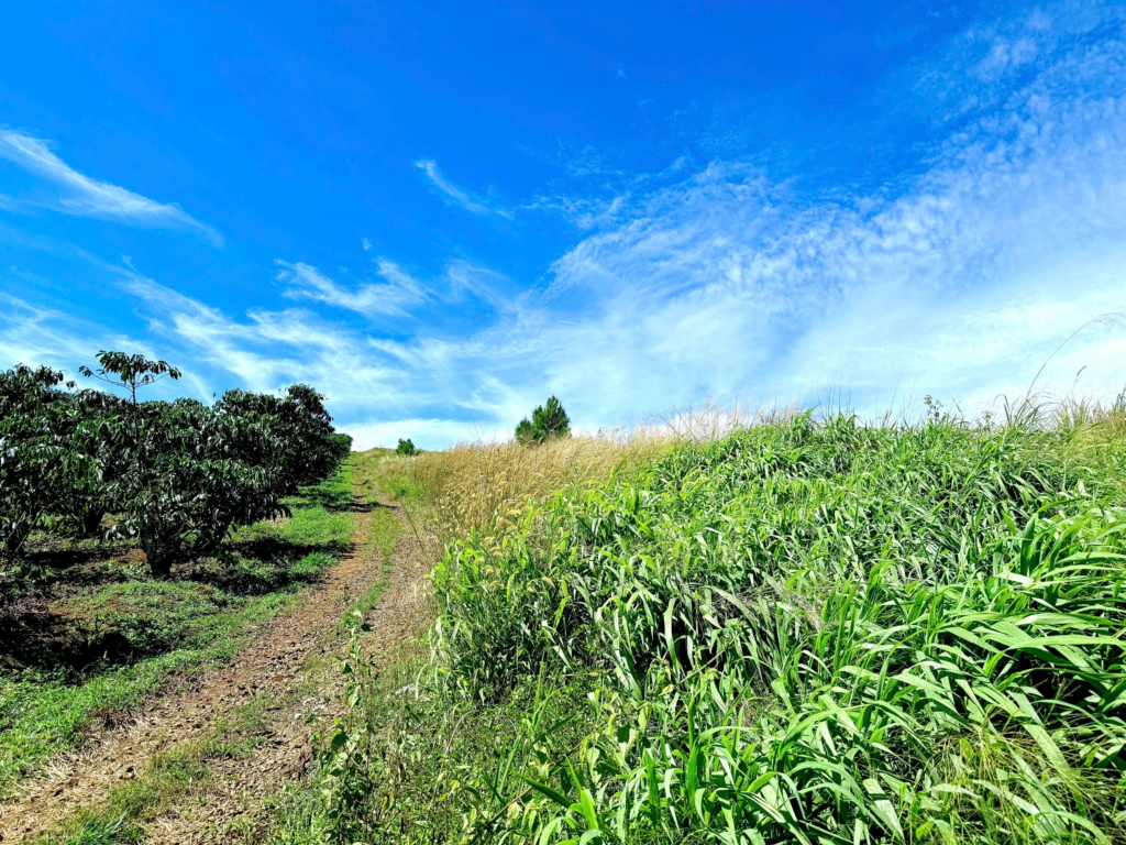 Đất trung tâm Bảo Lộc dưới 1 tỷ 