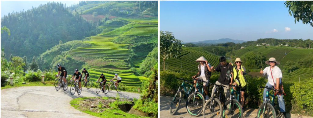 Hình ảnh cung đường đồi chè Bảo Lộc