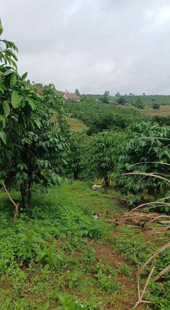 Bán đất nền sẵn thổ cư ở Bảo Lộc