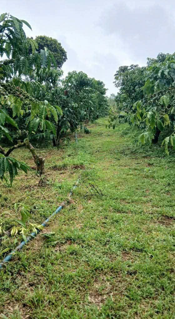 Bán đất nền sẵn thổ cư ở Bảo Lộc