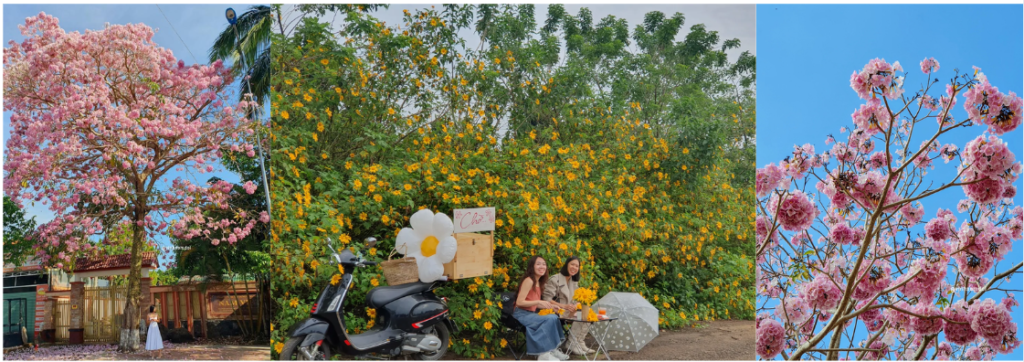 Mùa hoa đẹp nhất Bảo Lộc