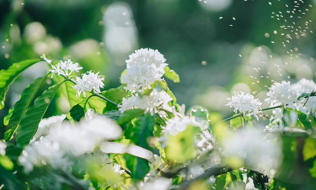 Hình ảnh hoa cà phê ở Tâm Châu Bảo Lộc