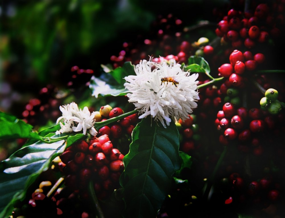 Hình ảnh cây cà phê Tâm Châu Bảo Lộc