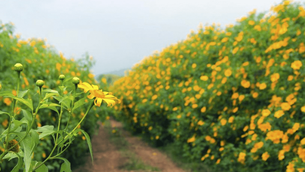 Hình ảnh hoa dã quỳ