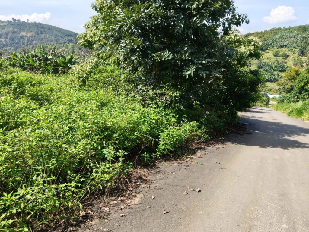 Đất nền sẵn thổ cư trung tâm Bảo Lộc