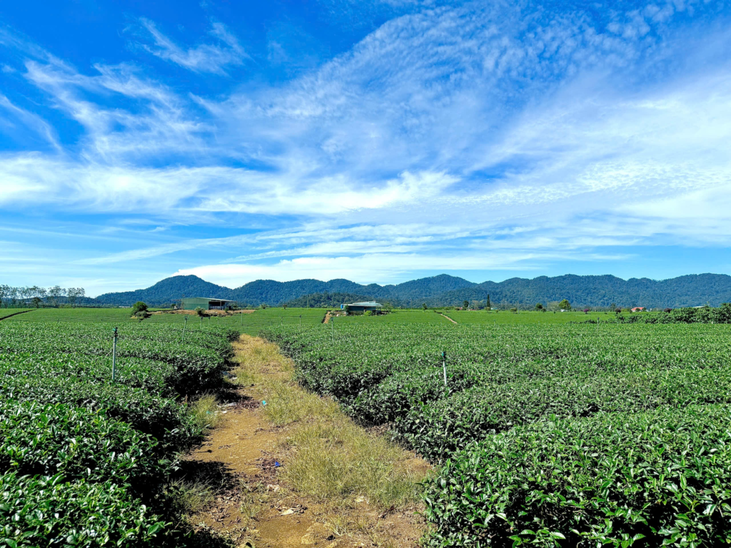 Đất nền sẵn thổ cư trung tâm Bảo Lộc