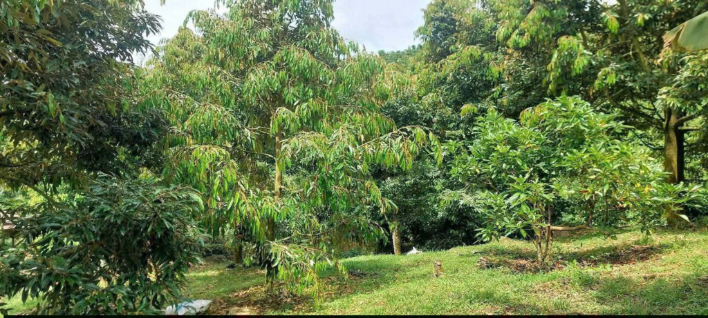 Đất nền sẵn thổ cư trung tâm Bảo Lộc