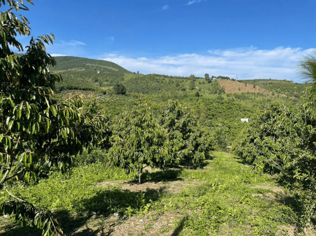 Mua đất giá rẻ trung tâm Bảo Lộc