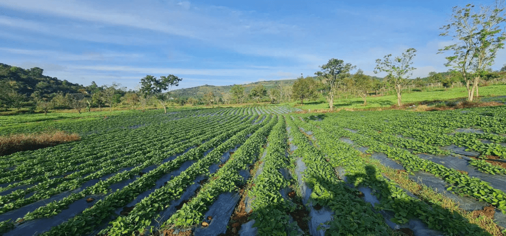 Mua đất giá rẻ trung tâm Bảo Lộc